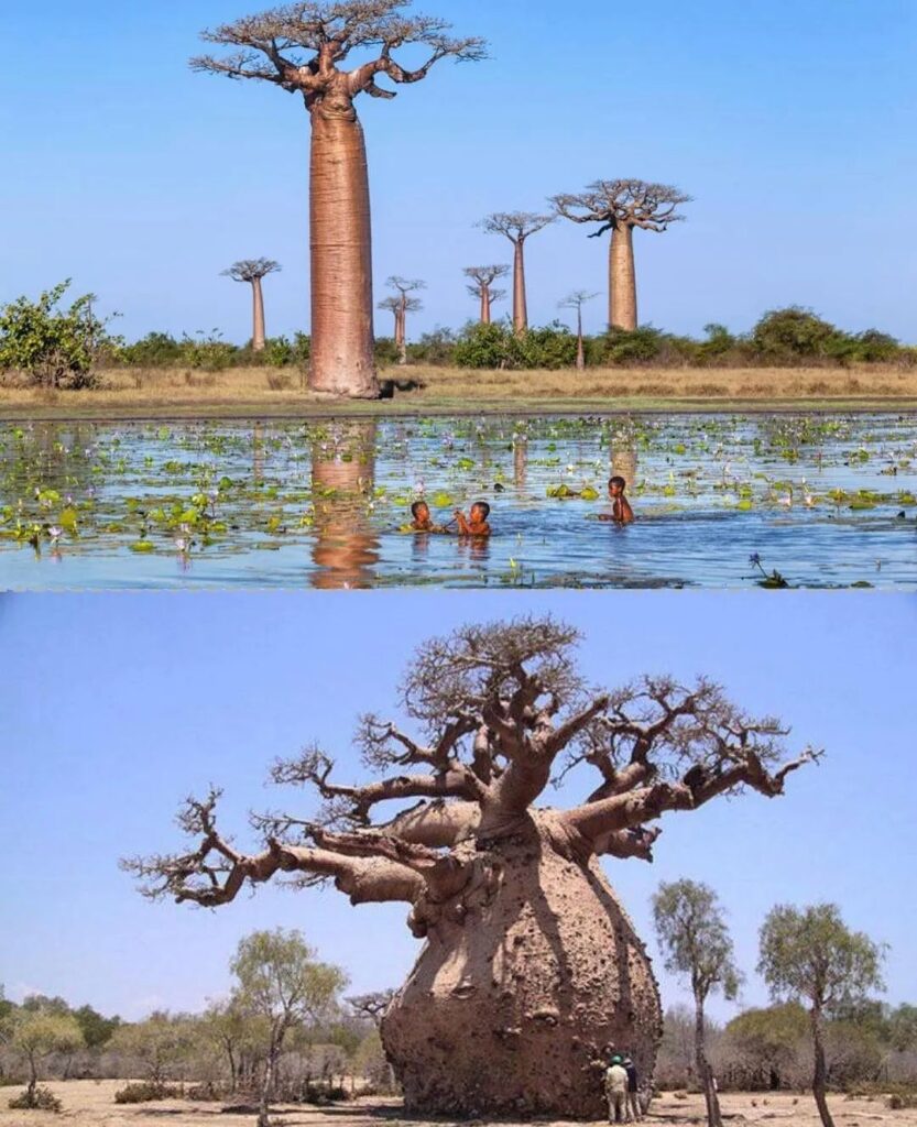 Secrets of Baobabs That Will Amaze You!