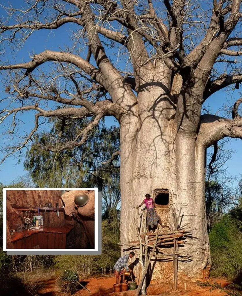 Baobabs provide shelter, food, and water to various creatures