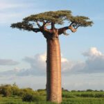 Secrets of Baobabs That Will Amaze You!