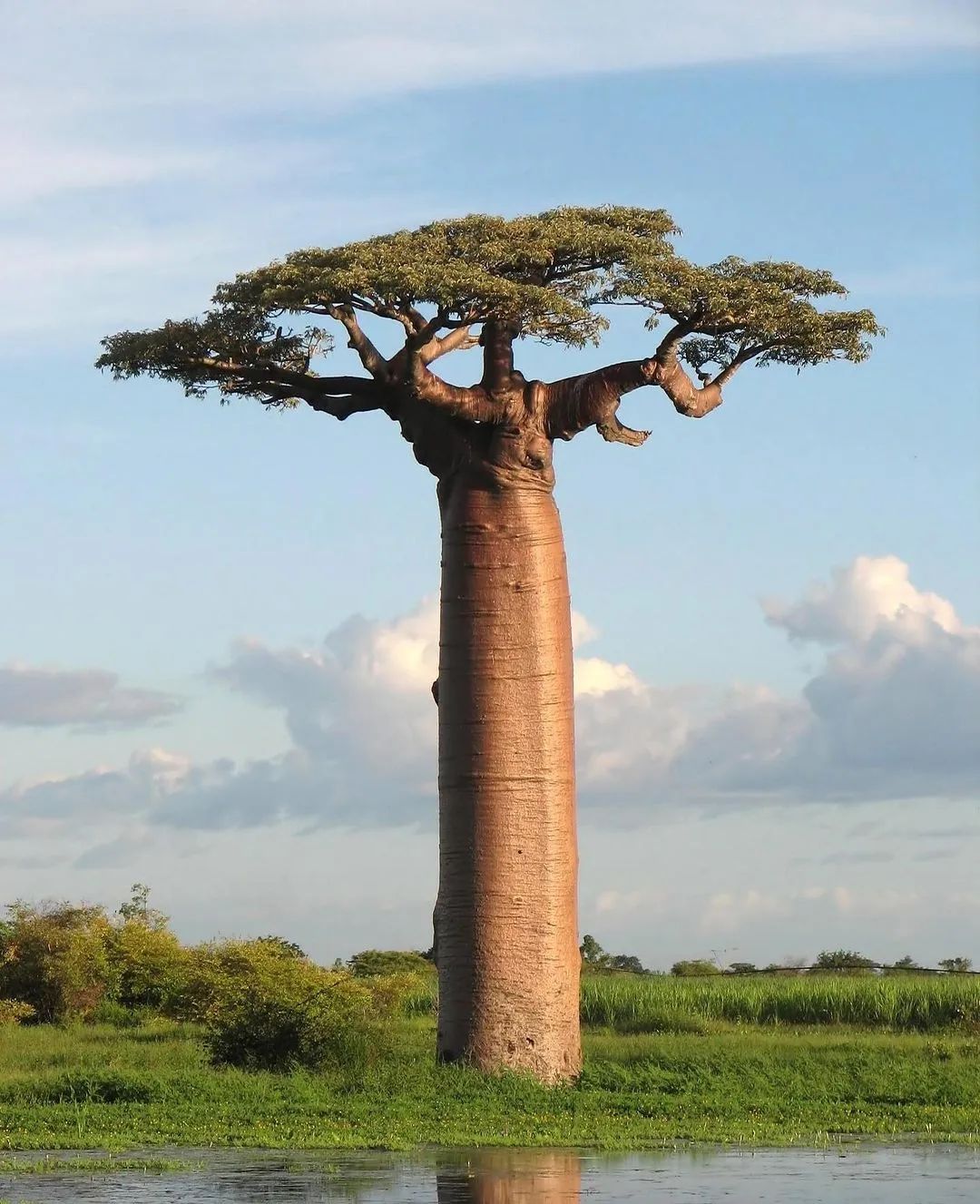 Secrets of Baobabs That Will Amaze You!